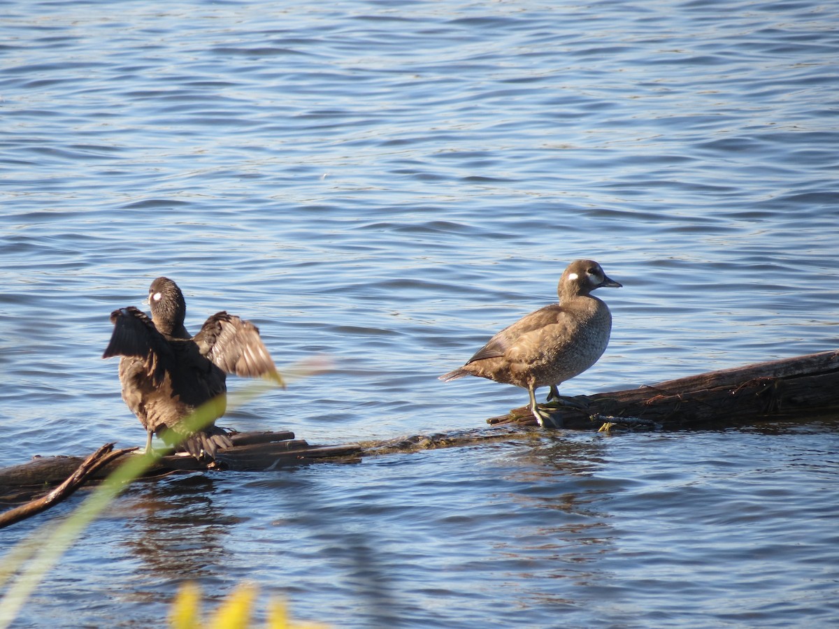 Harlequin Duck - ML646204597