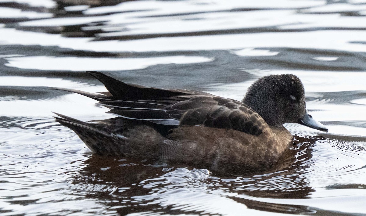 kopřivka obecná - ML646204598
