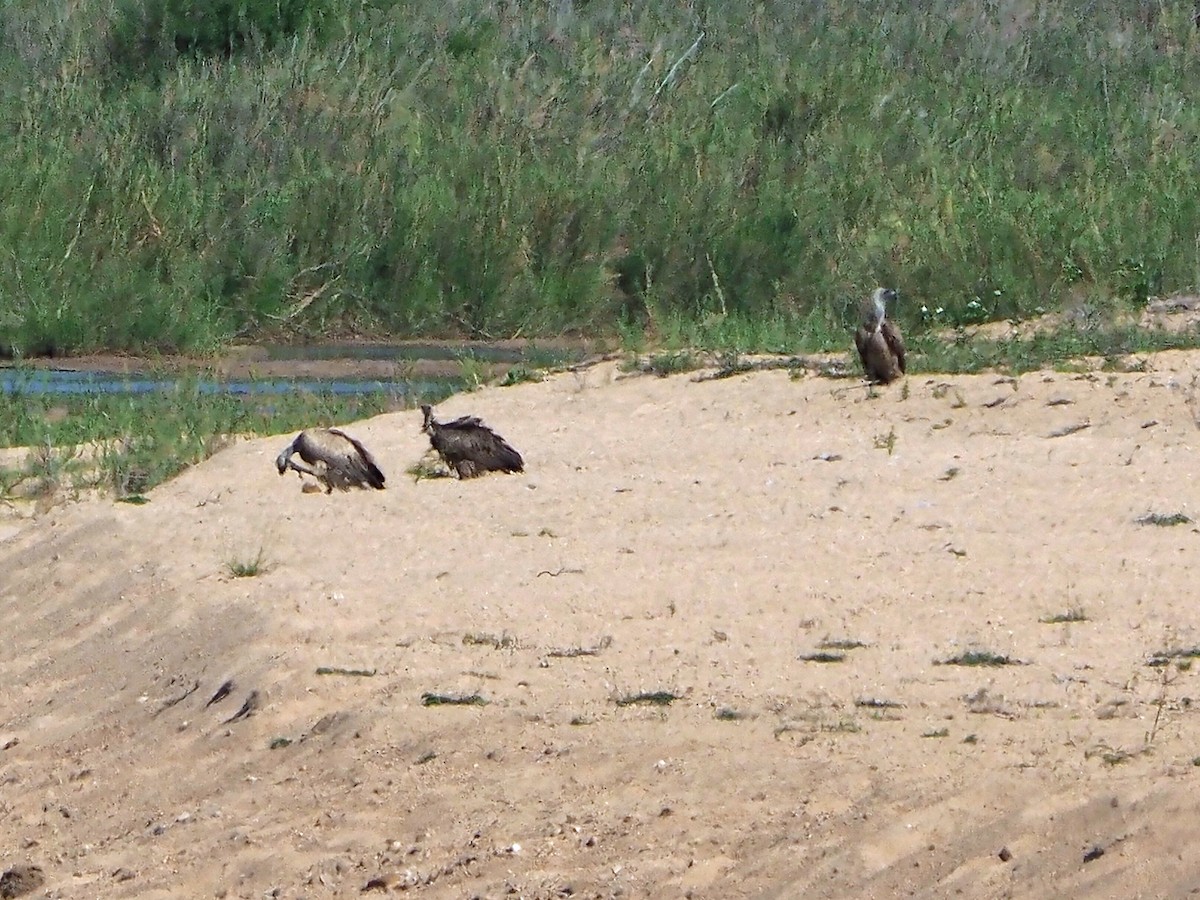 White-backed Vulture - ML646204599