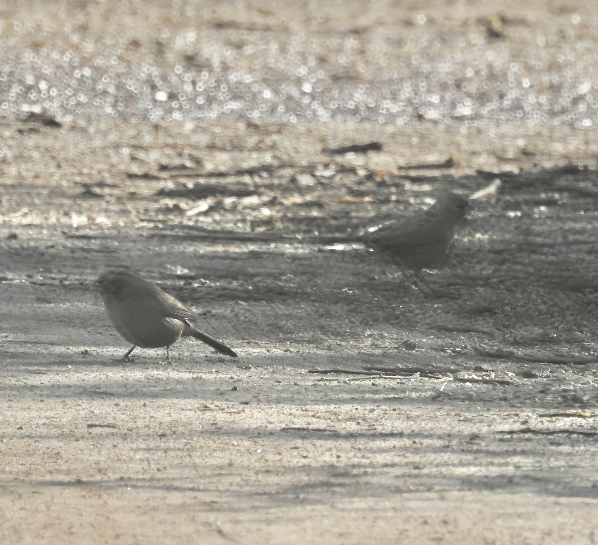 Tohi d'Abert - ML646204600