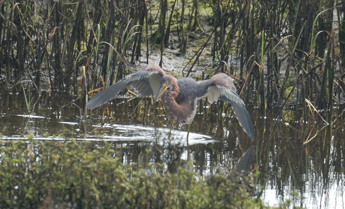 Tricolored Heron - ML646204603