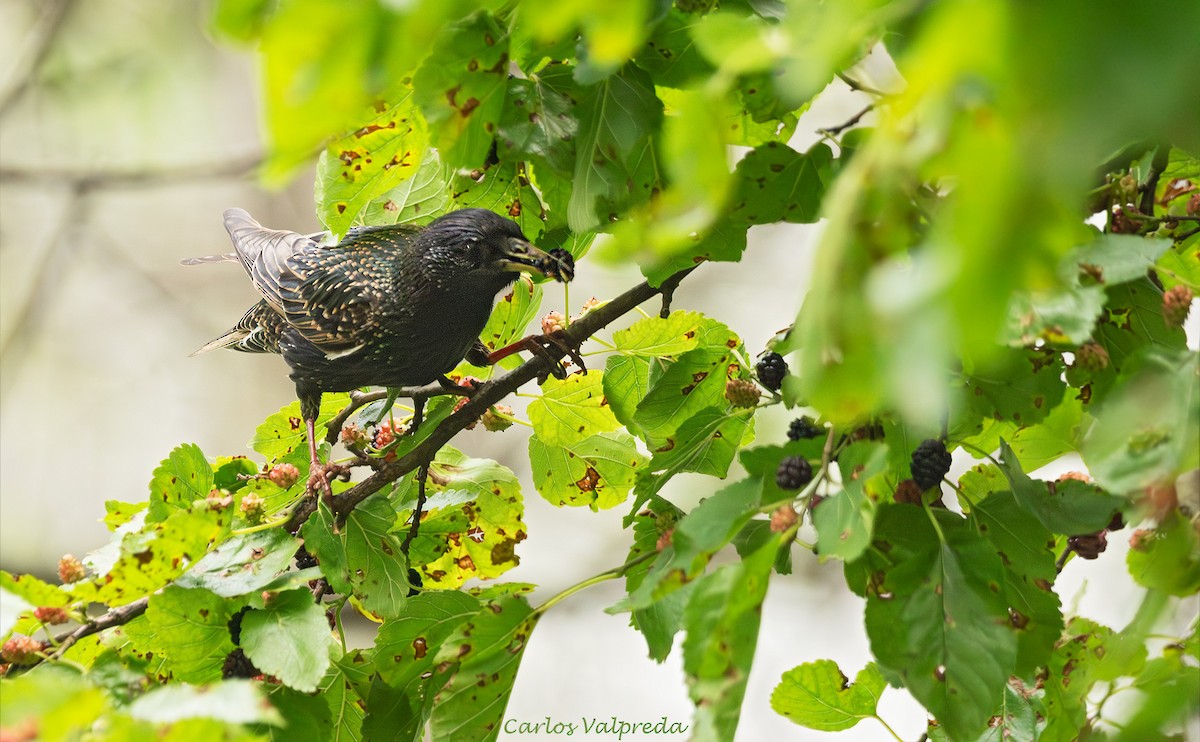 European Starling - ML646204604