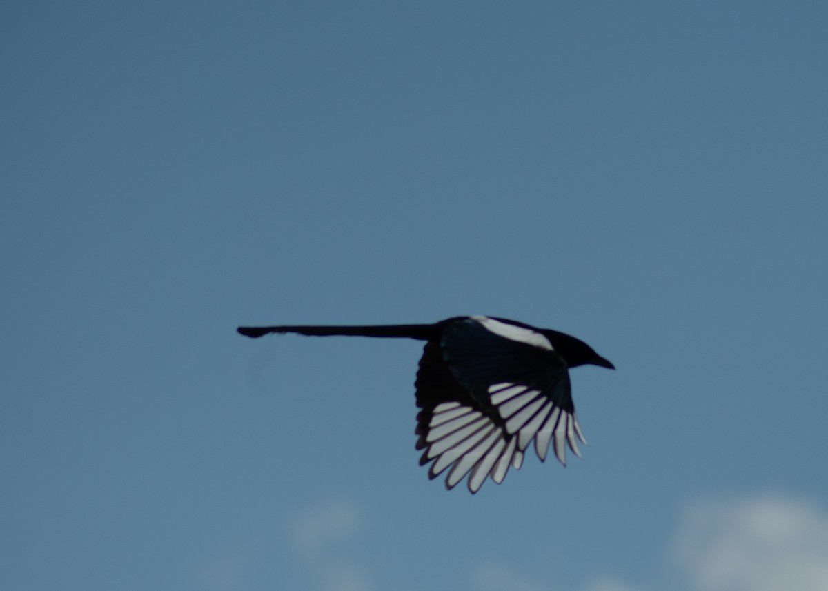 Black-billed Magpie - ML646204605