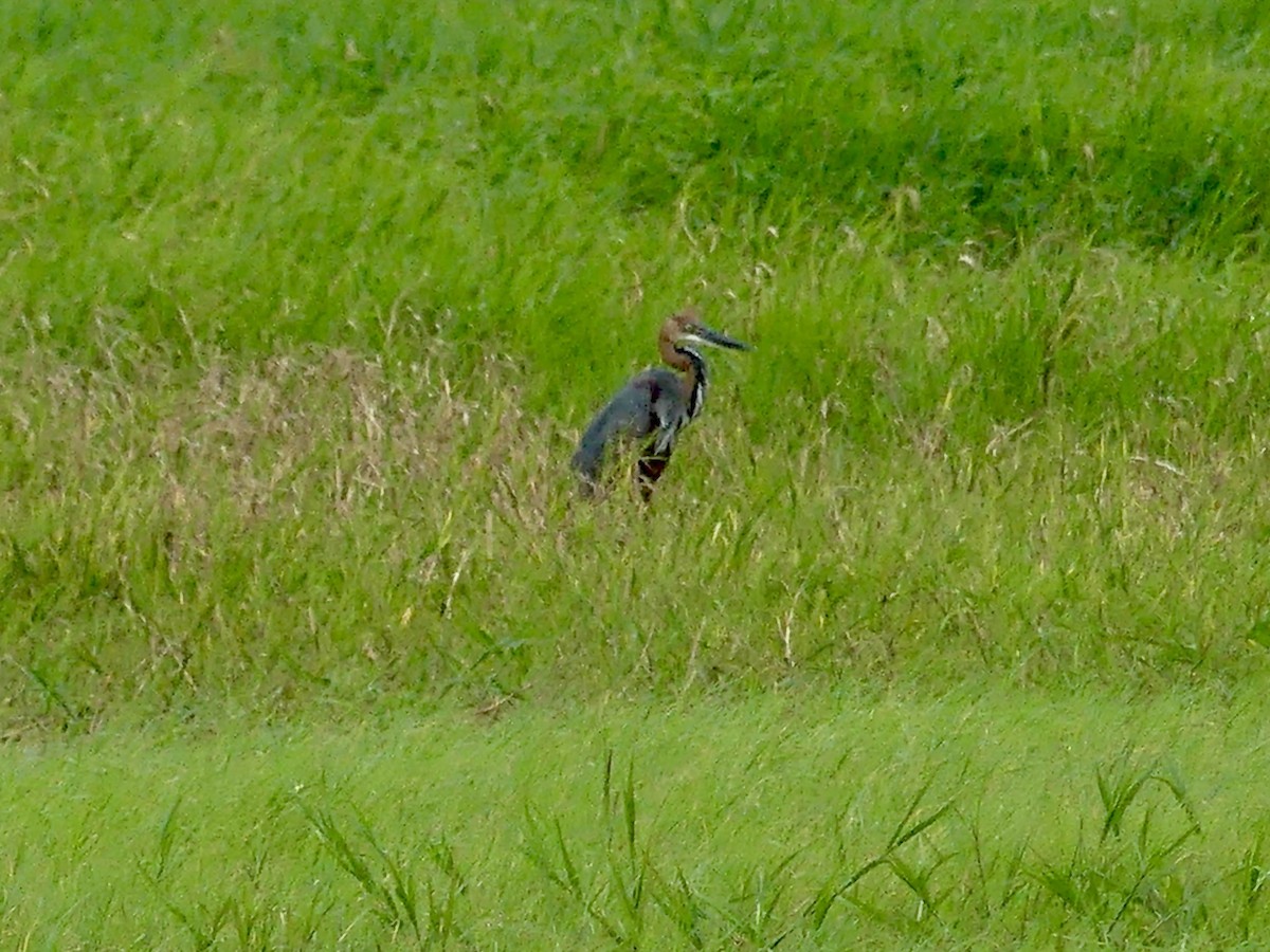 Чапля-велетень - ML646204606