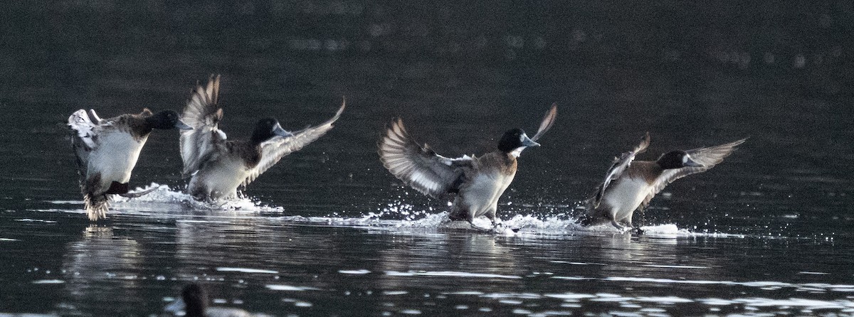 Northern Pintail - ML646204607
