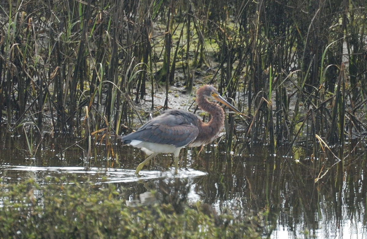 Tricolored Heron - ML646204609