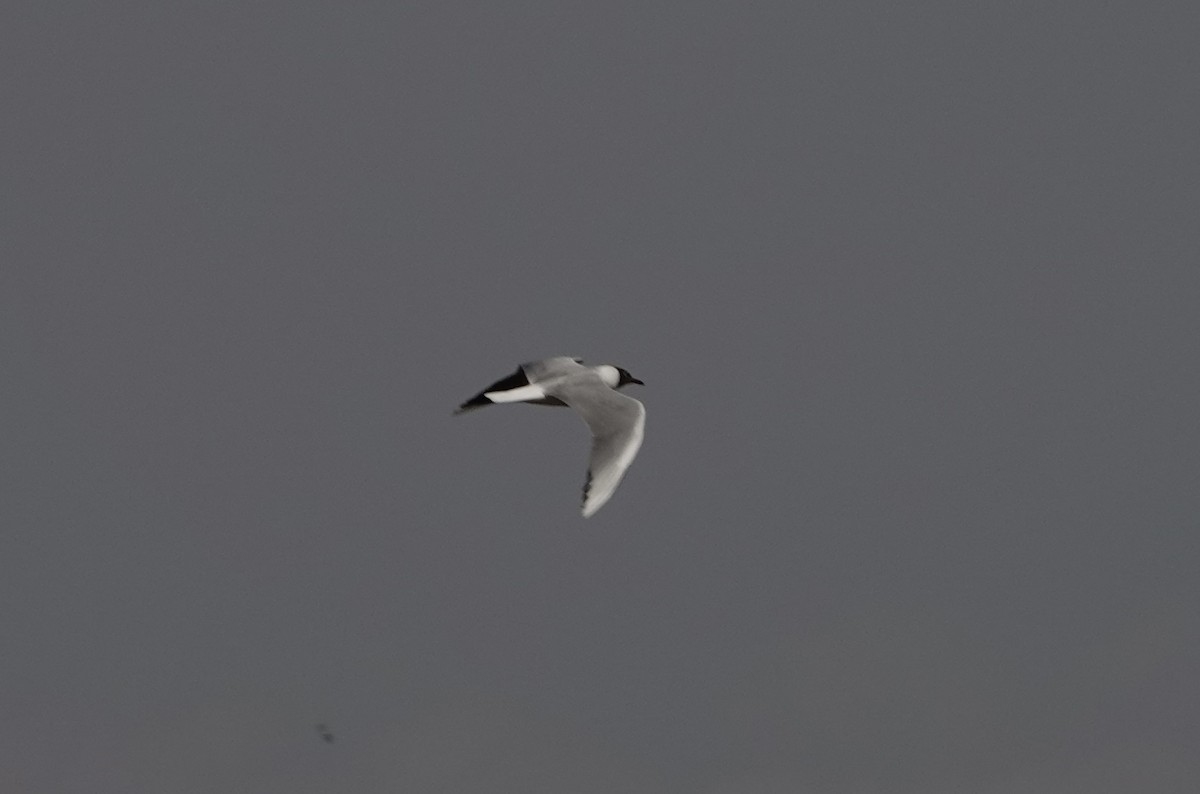 Franklin's Gull - ML646204611
