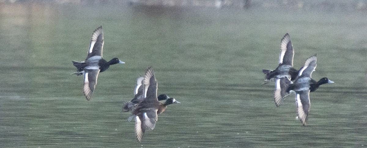 Northern Pintail - ML646204615