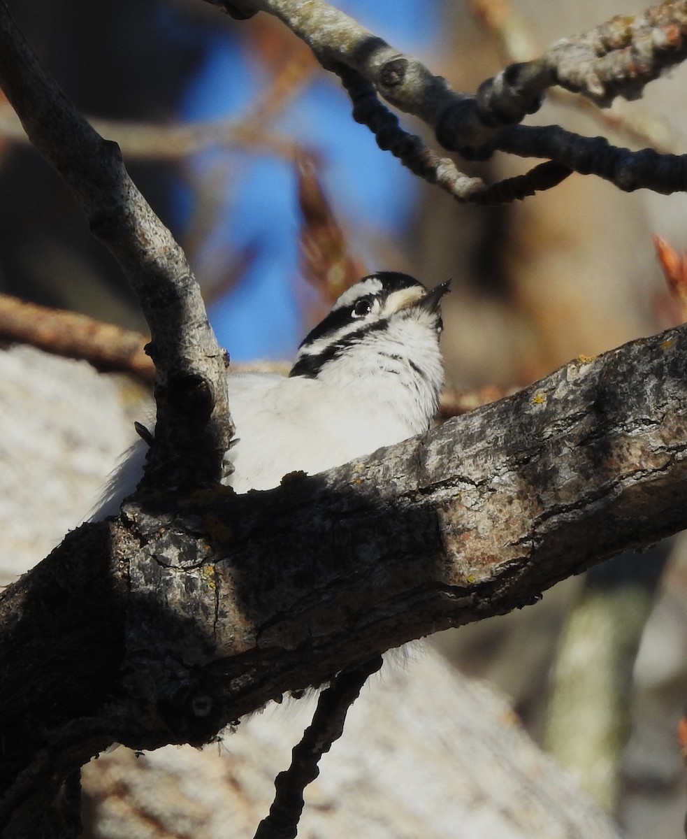 Downy Woodpecker - ML646204616
