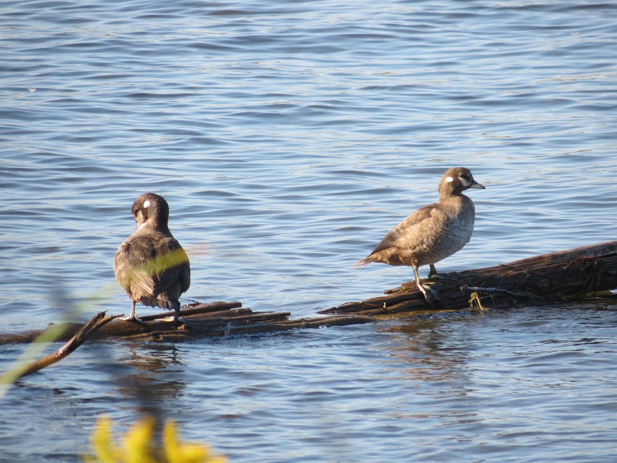 Harlequin Duck - ML646204617