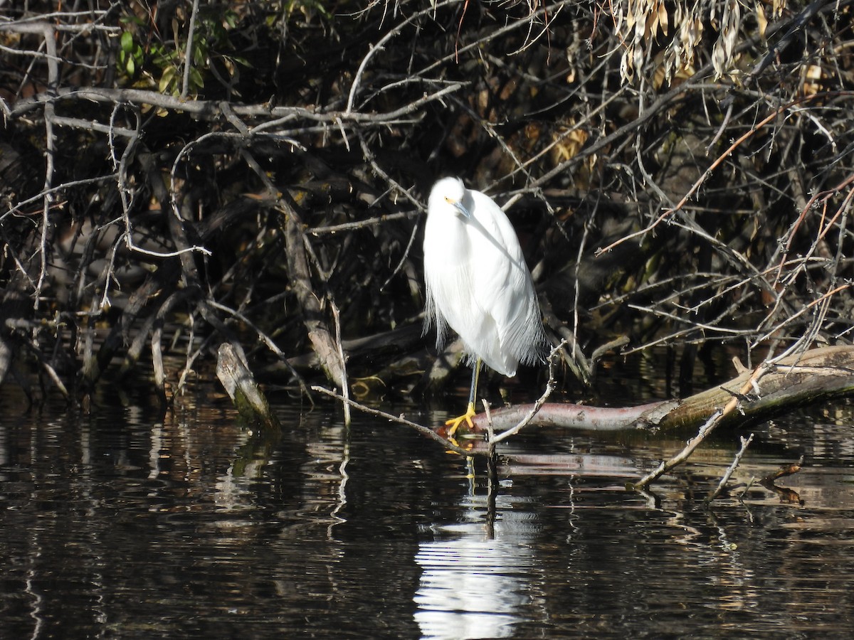 Snowy Egret - ML646204620