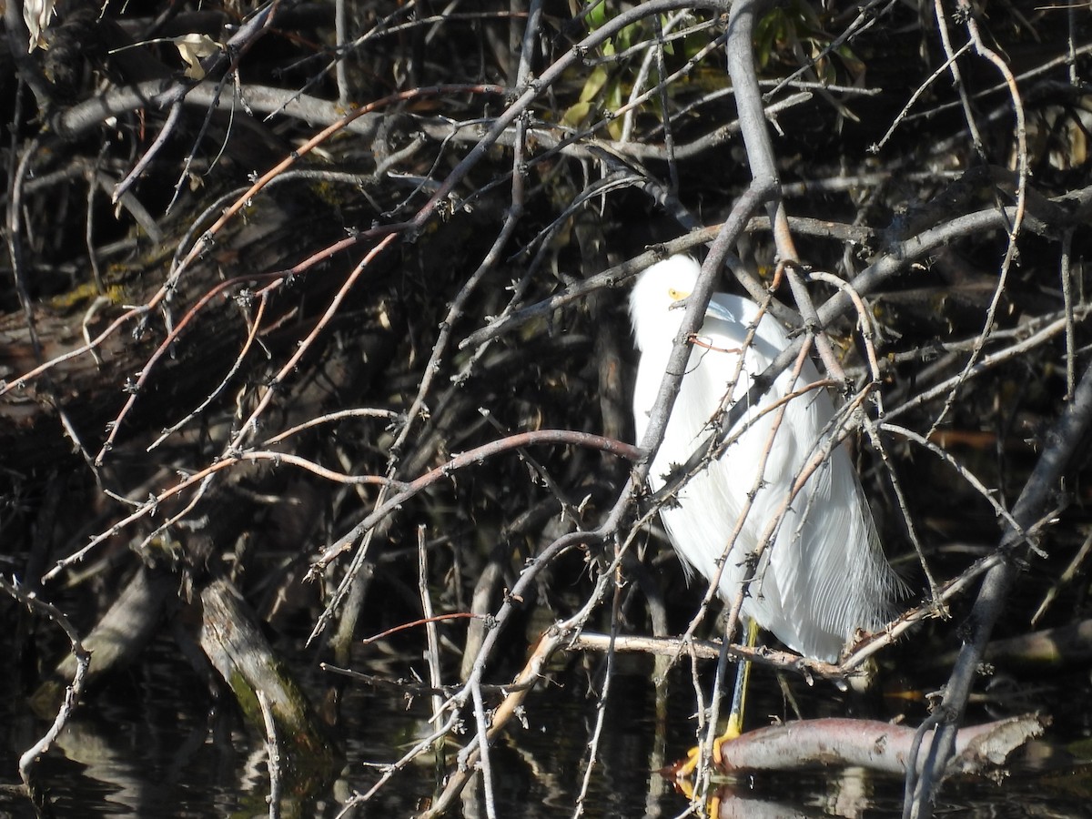Snowy Egret - ML646204621
