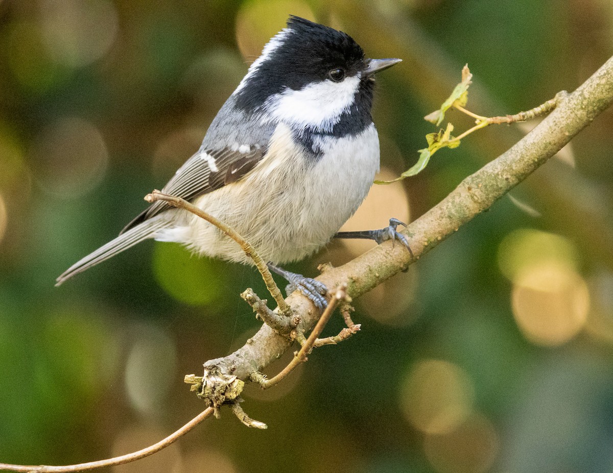 Coal Tit - ML646204622