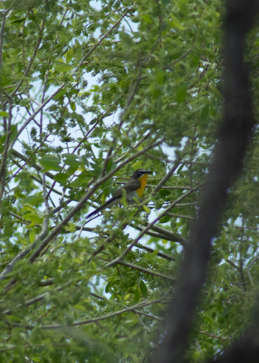 Yellow-breasted Chat - ML646204624