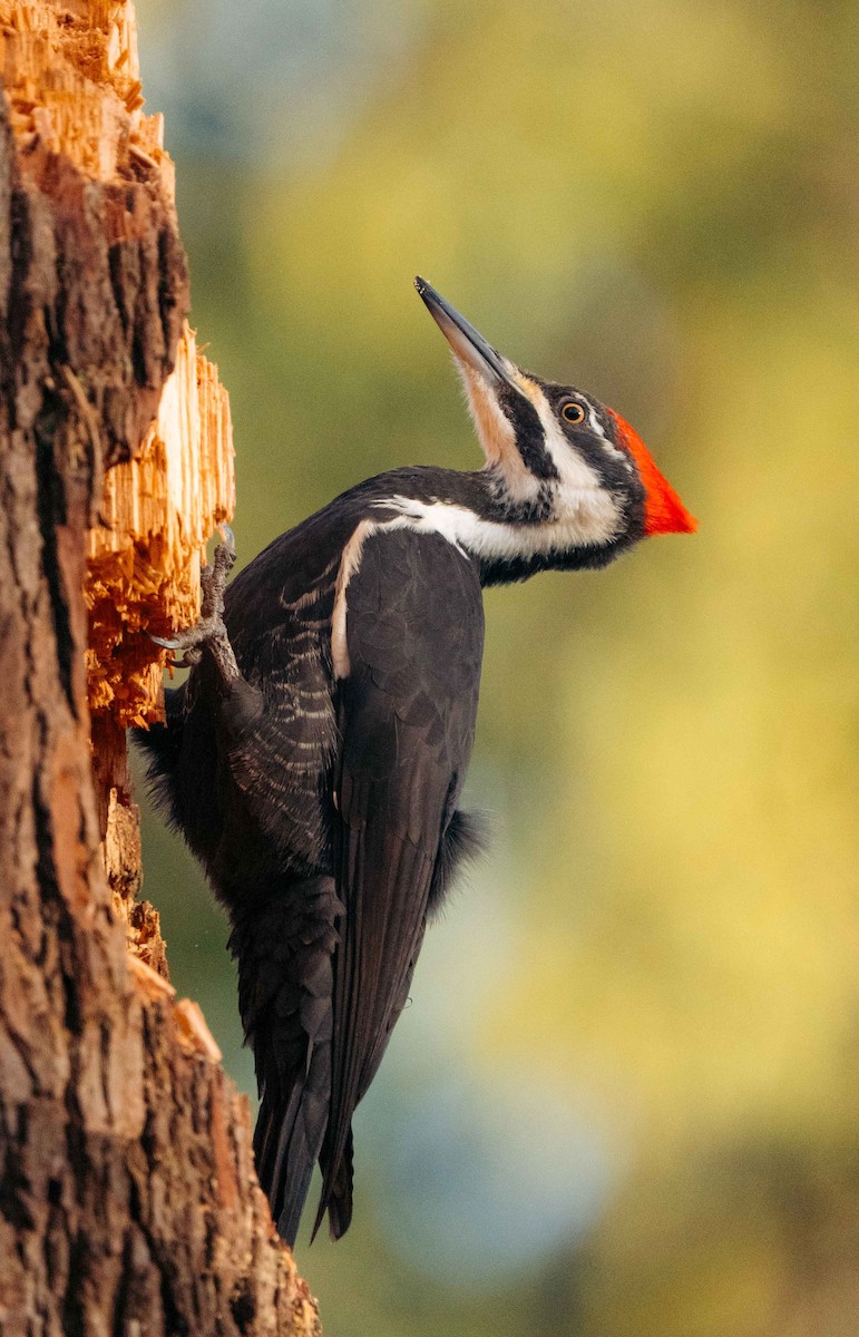Pileated Woodpecker - ML646204626