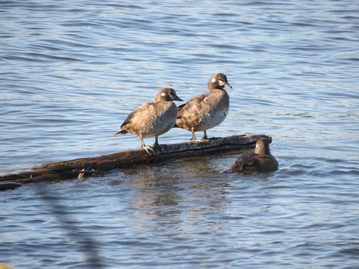 Harlequin Duck - ML646204627