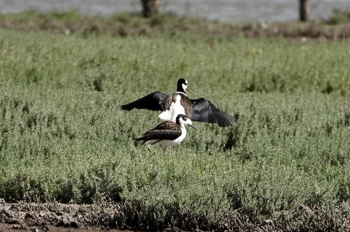 Black-necked Stilt (White-backed) - ML646204628