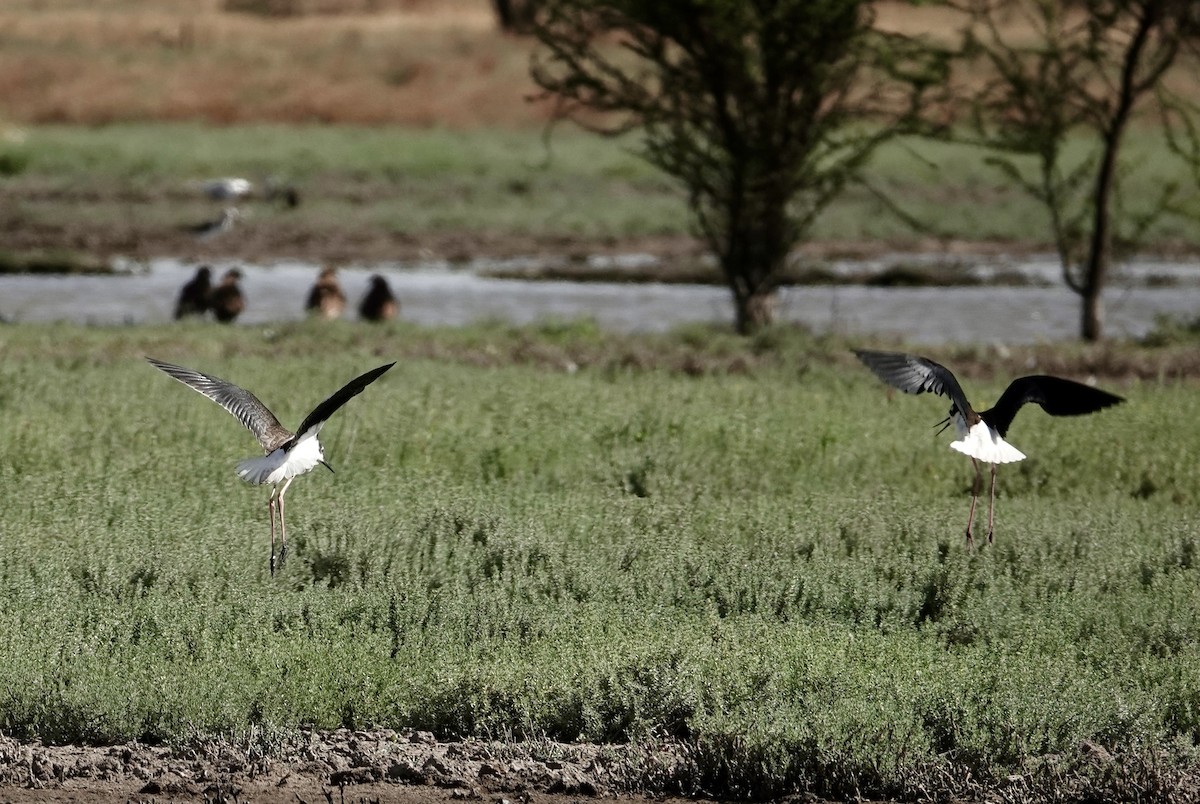 Black-necked Stilt (White-backed) - ML646204629
