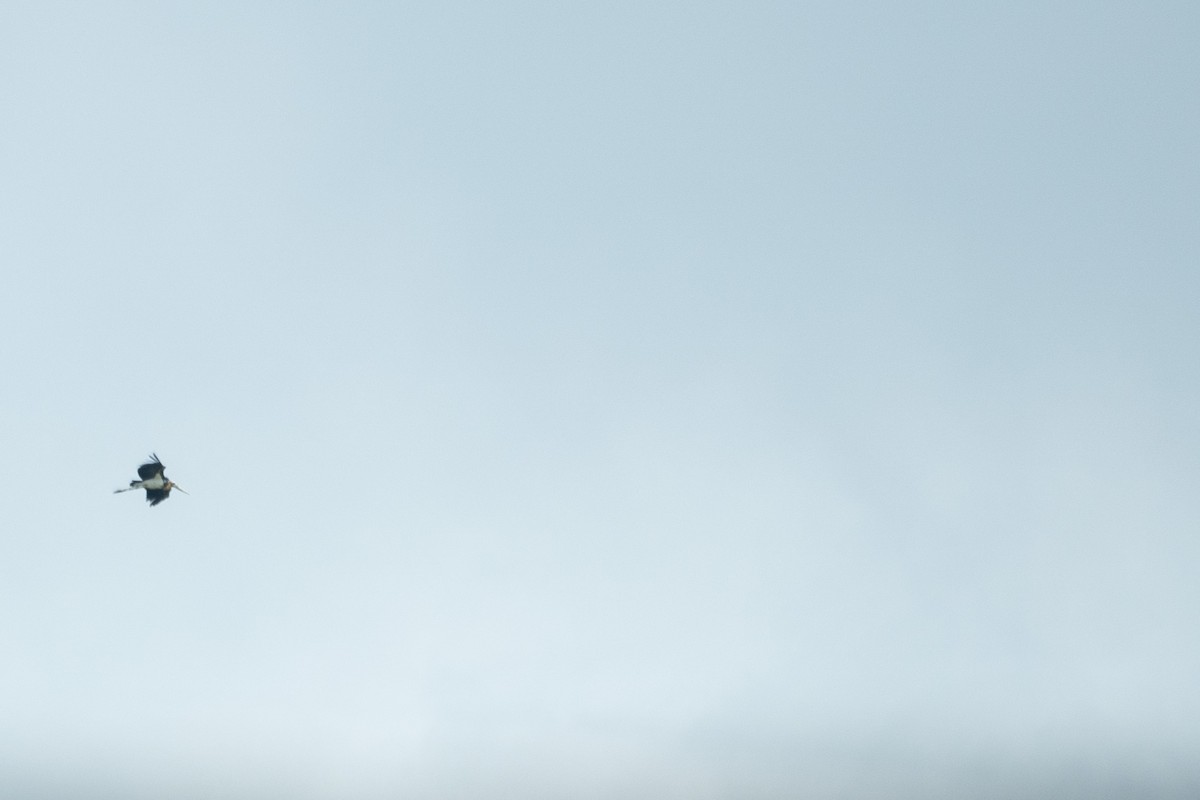 Lesser Adjutant - ML646204631