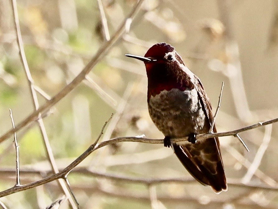 Colibri d'Anna - ML646204632