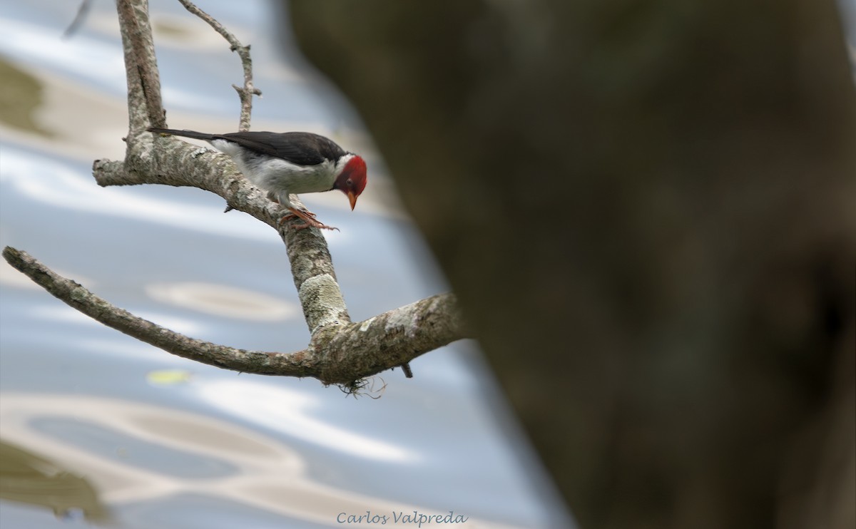 Yellow-billed Cardinal - ML646204633
