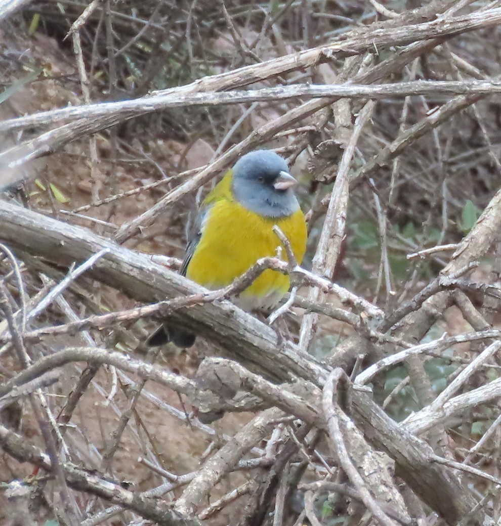 Gray-hooded Sierra Finch - ML646204634