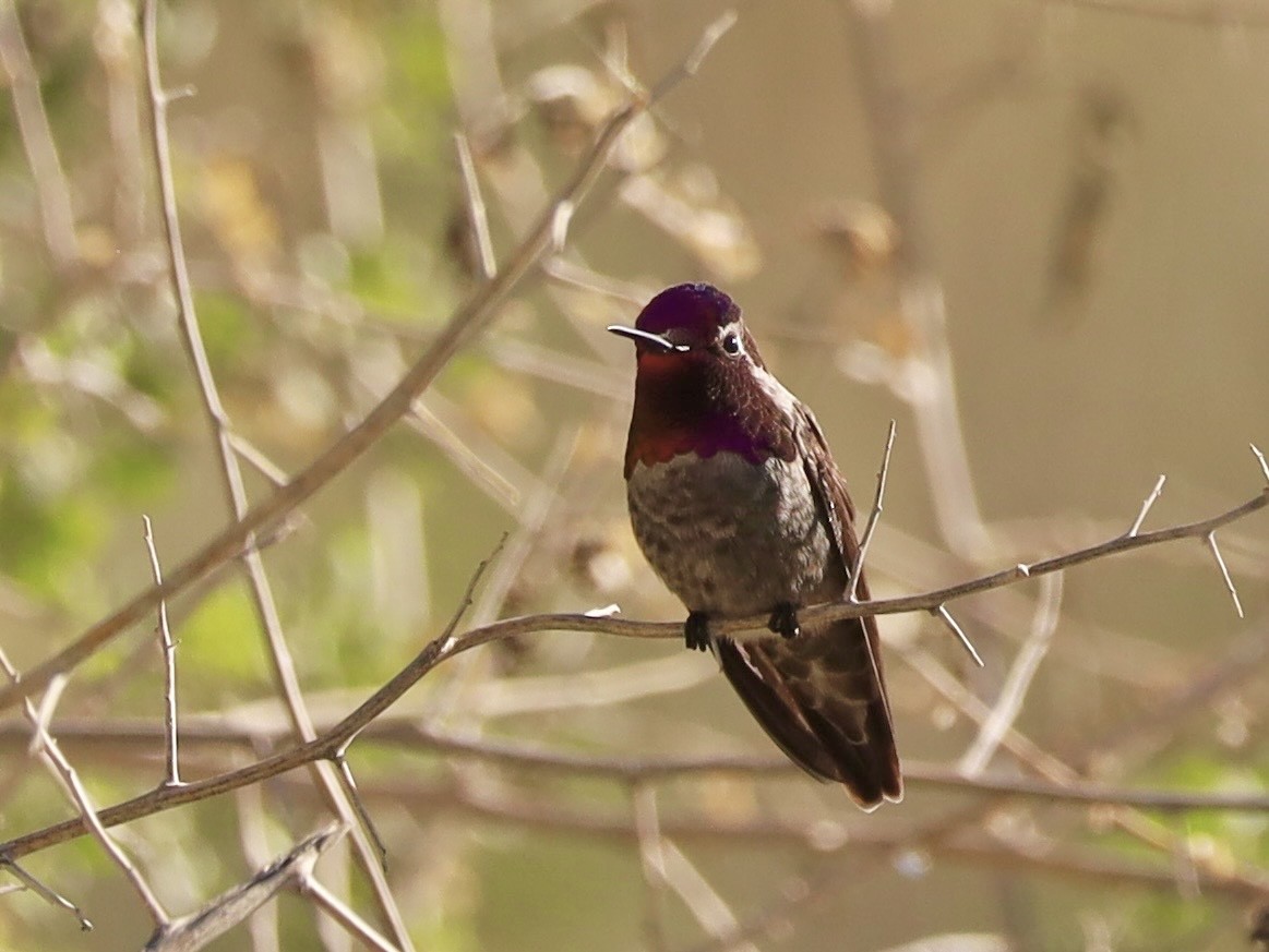 Colibri d'Anna - ML646204636