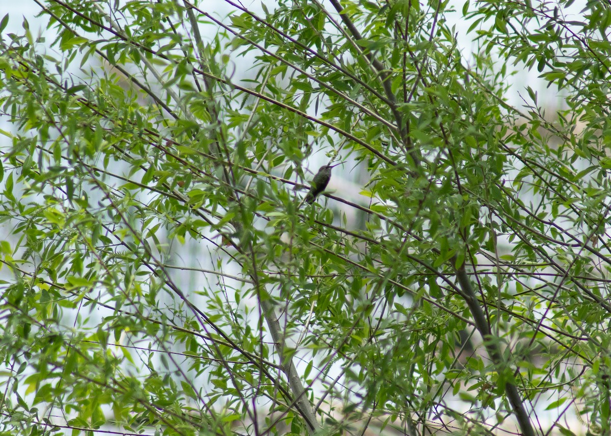 Ruby-throated/Black-chinned Hummingbird - ML646204639