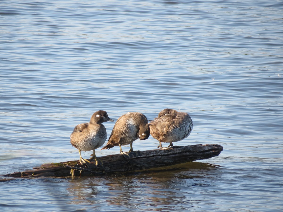 Harlequin Duck - ML646204640