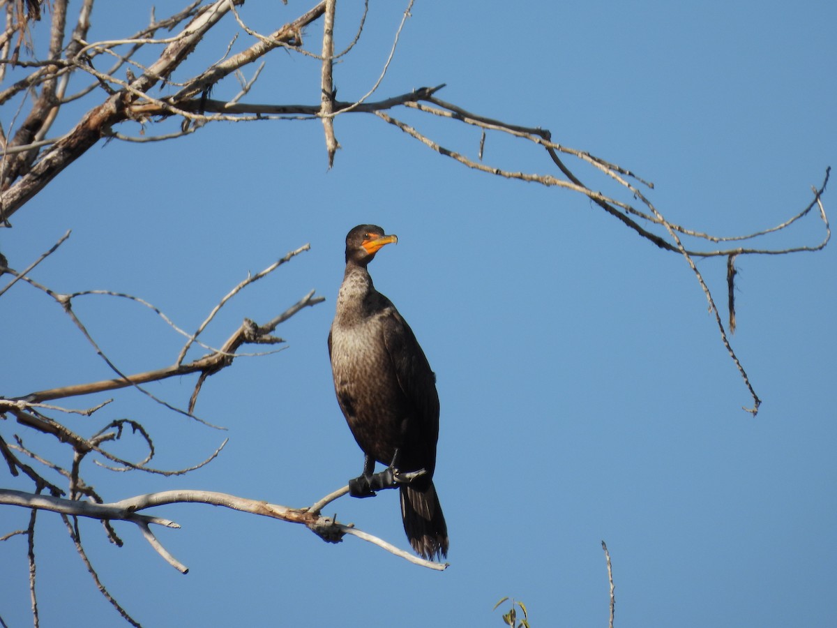 Double-crested Cormorant - ML646204641