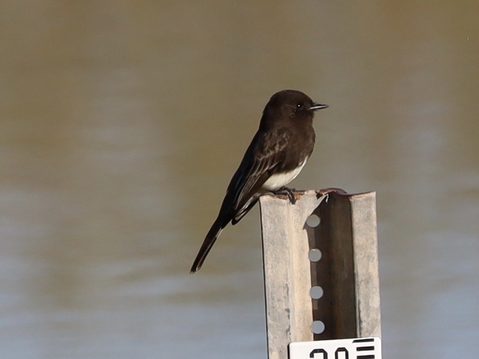 Moucherolle noir - ML646204645