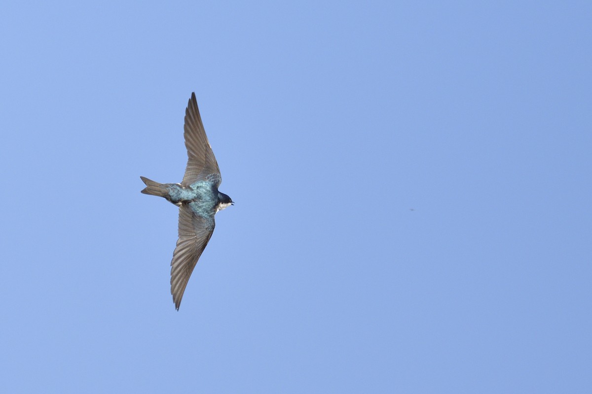 Tree Swallow - ML646204646