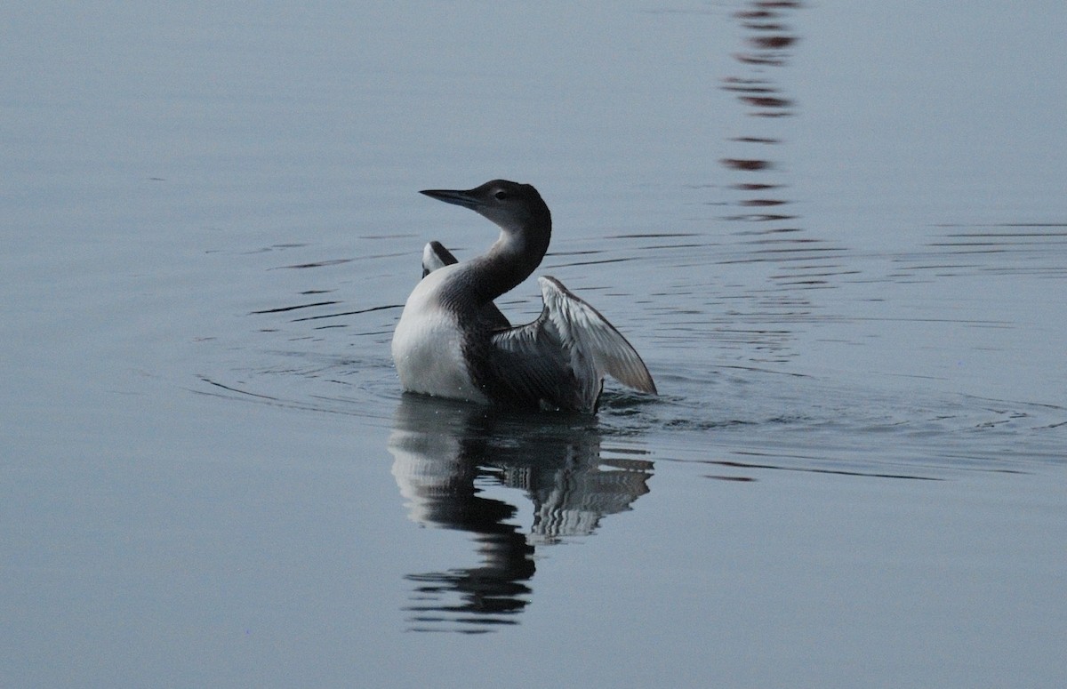 Common Loon - ML646204647