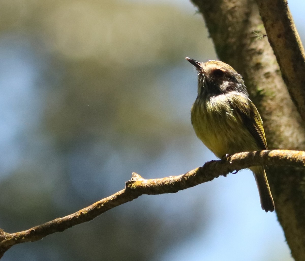 Eared Pygmy-Tyrant - ML646204649