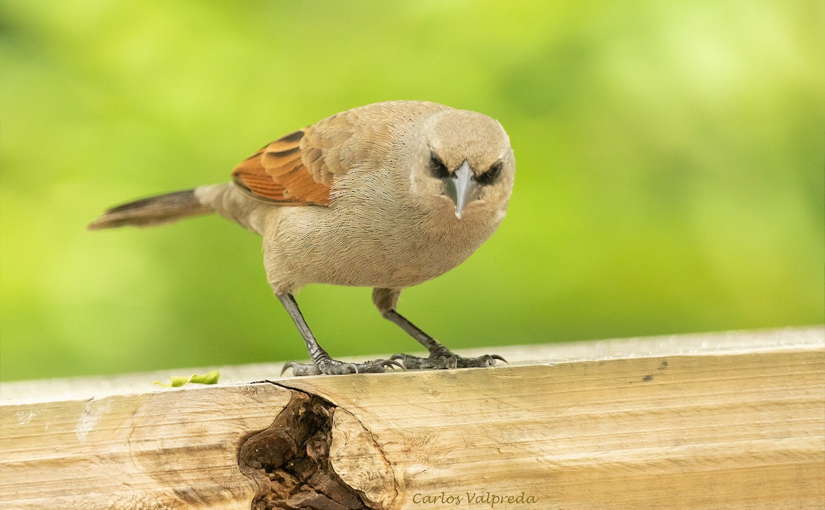 Grayish Baywing - ML646204652