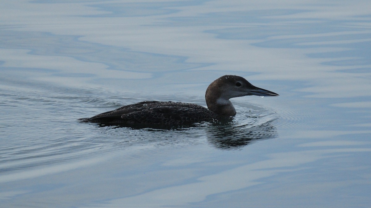 Common Loon - ML646204653
