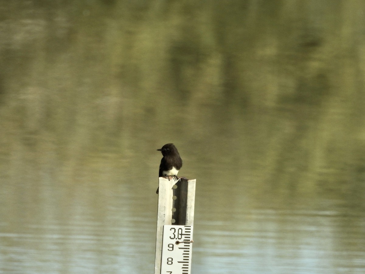 Moucherolle noir - ML646204654