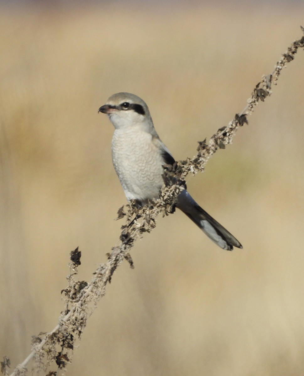 Northern Shrike - ML646204655