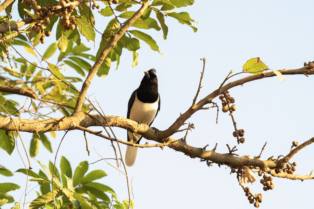 Curl-crested Jay - ML646204657