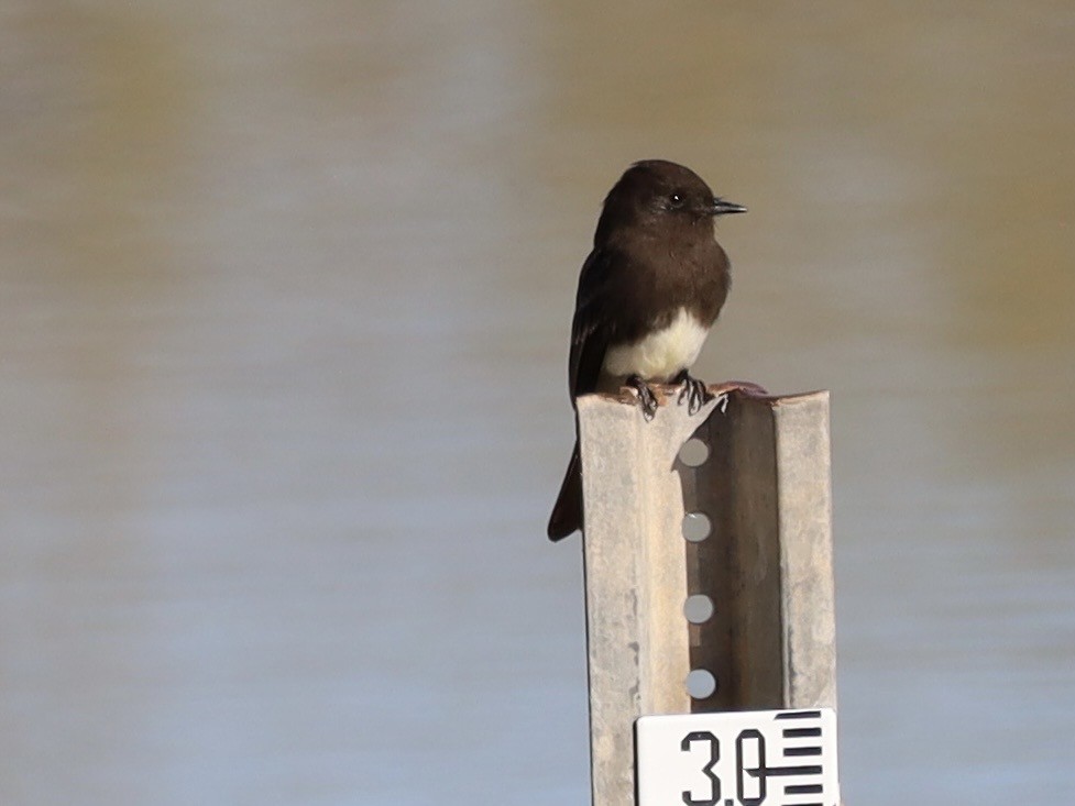 Moucherolle noir - ML646204659