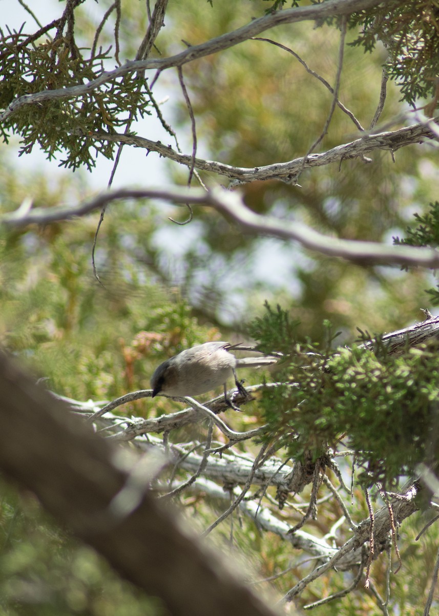 Bushtit - ML646204660