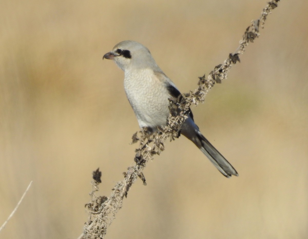Northern Shrike - ML646204663