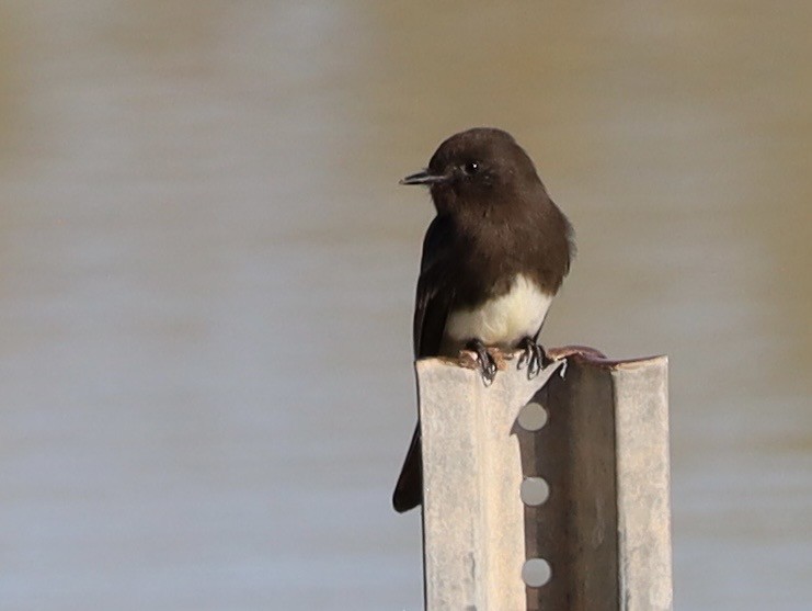 Moucherolle noir - ML646204664