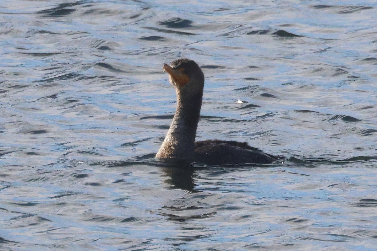 Double-crested Cormorant - ML646204665