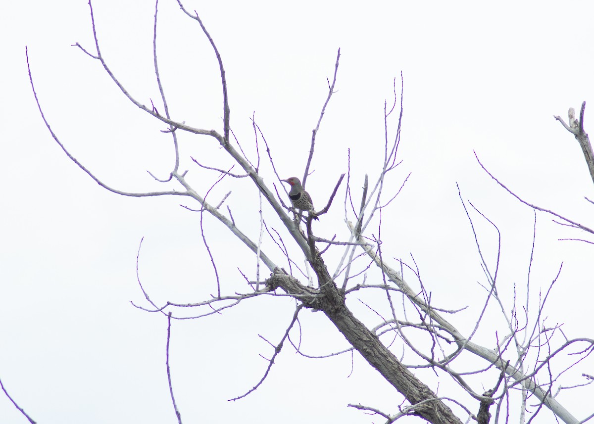 Northern Flicker - ML646204667