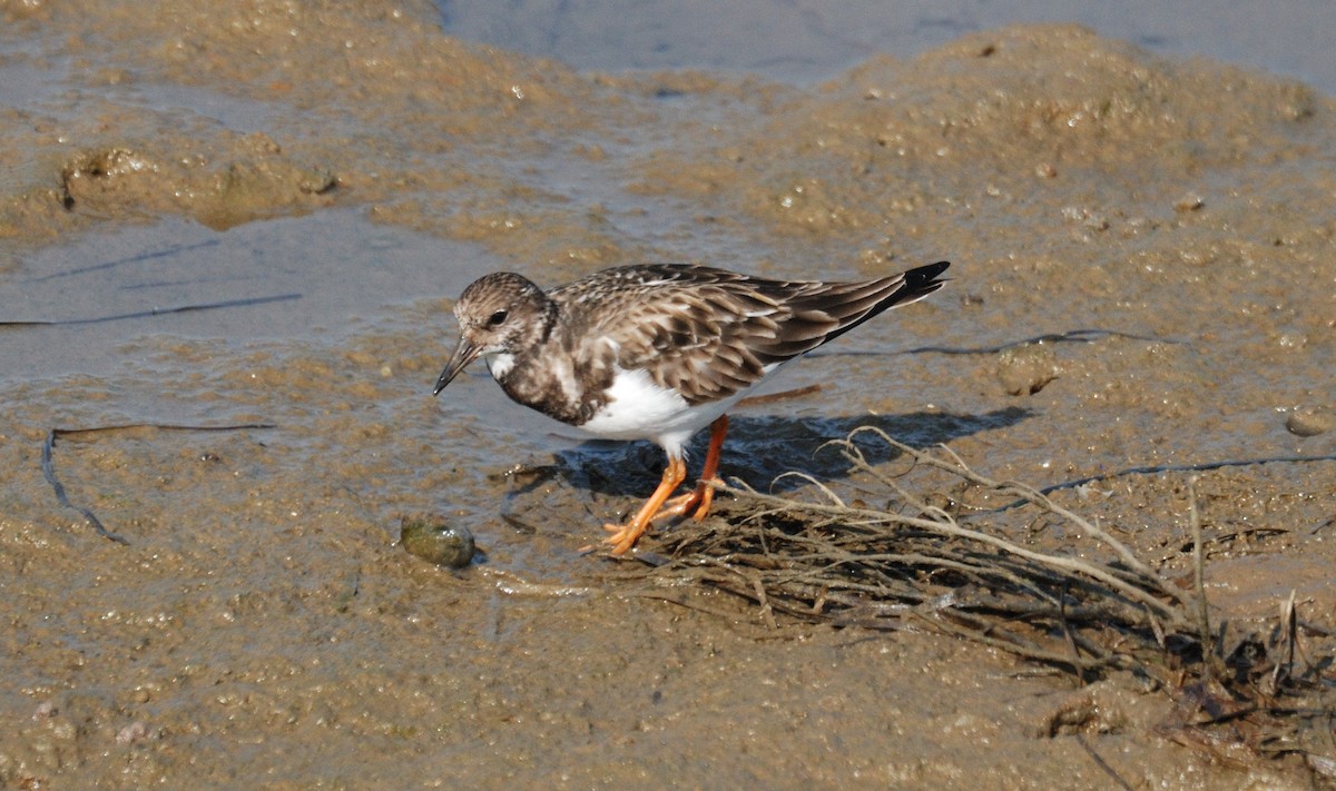 Ruddy Turnstone - ML646204668