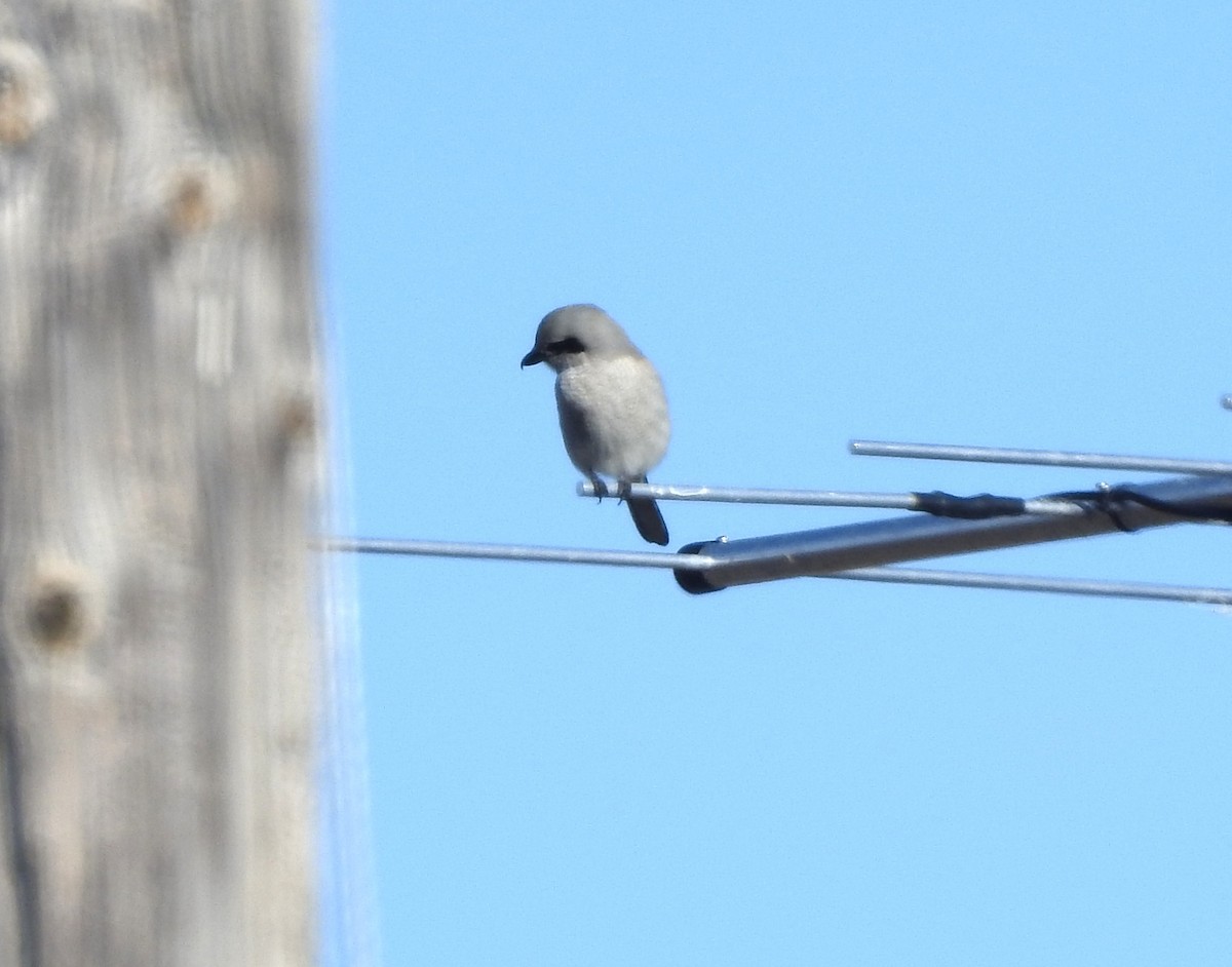 Northern Shrike - ML646204669