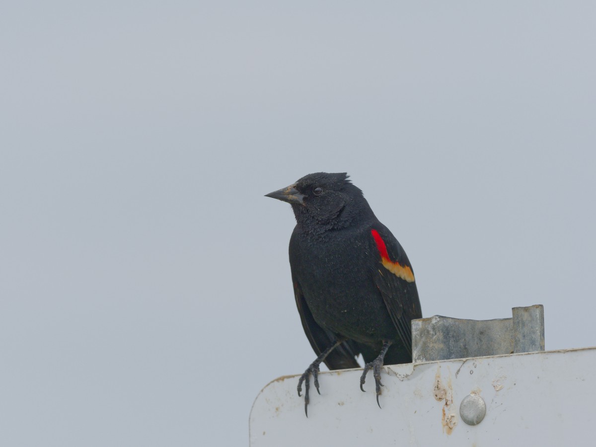 Red-winged Blackbird (Red-winged) - ML646204675