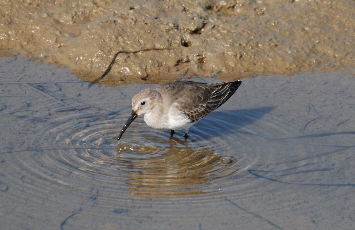 Dunlin - ML646204681