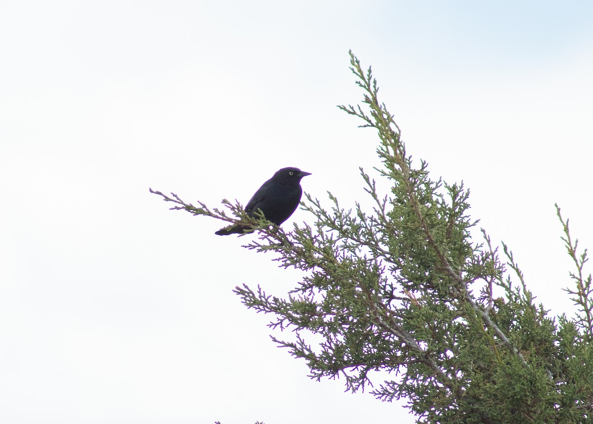 Brewer's Blackbird - ML646204682